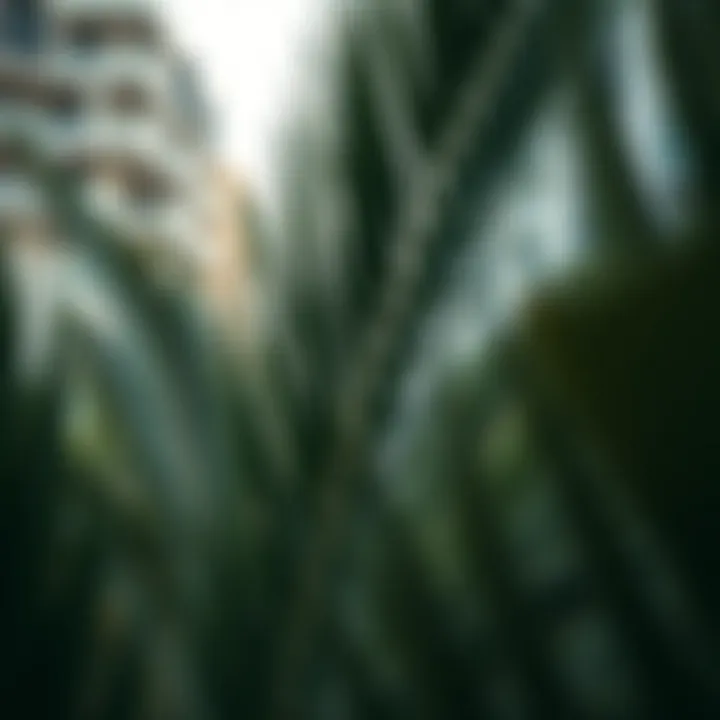 Intricate Details of Crescent Palm Foliage Close-up of crescent palm leaves in a modern landscape