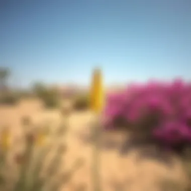 Unique flora of Al Awir Desert highlighting its ecological diversity