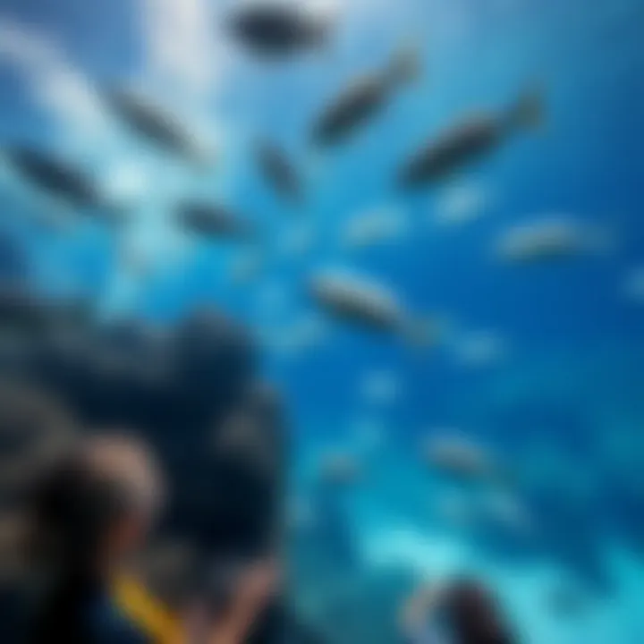 Marine conservation efforts highlighted in the aquarium