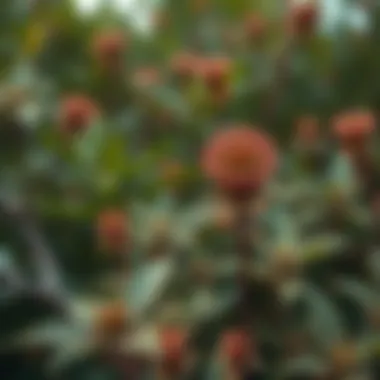 Close-up of indigenous flora highlighting the park's biodiversity