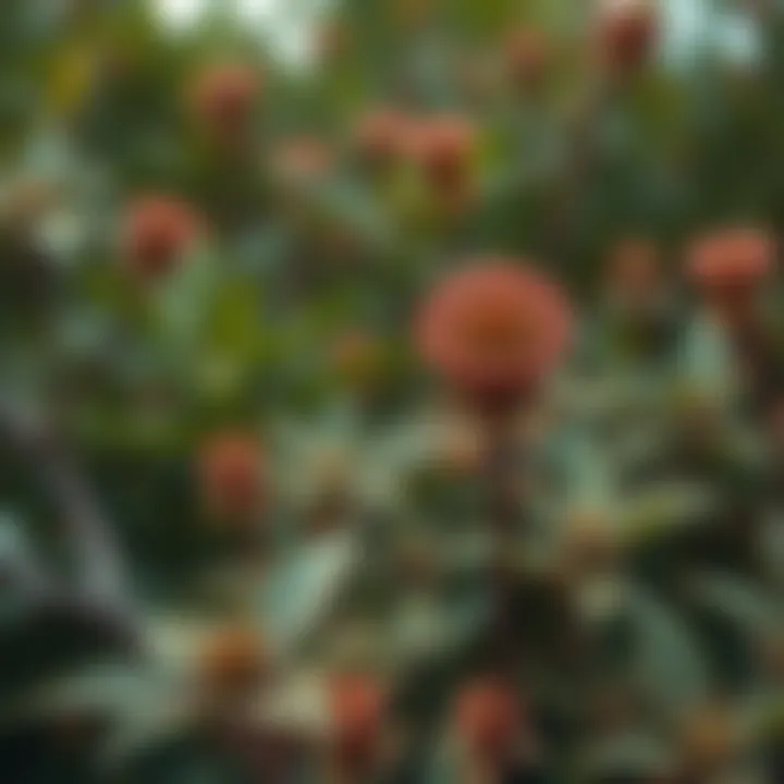 Close-up of indigenous flora highlighting the park's biodiversity