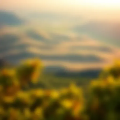 Panoramic View of Mushrif National Park A panoramic view of Mushrif National Park showcasing diverse greenery