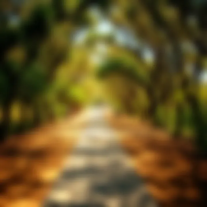 A serene pathway surrounded by trees, inviting exploration
